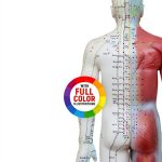 Acupuncture and Acupressure Guide for Beginners-0
